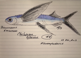 Cheilopogon heterurus, the Mediterranean flyingfish. #SundayFishSketch, 2017.