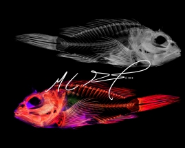 "Alternate Reality IX", featuring Scorpaenopsis macrochir, the flasher scorpionfish. MC Gilbert 2018