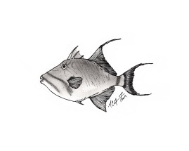 Balistes vetula, queen triggerfish. #SundayFishSketch. MC Gilbert 2019