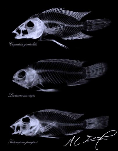 Comparative Anatomy of Three South American Cichlids. From top to bottom - Caquetaia spectabilis, Laetacara curviceps, & Satanoperca jurupari. MC Gilbert 2019
